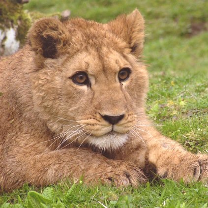 tres beau lion